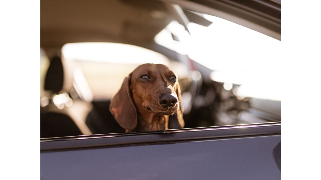 Best Dog Car Seat 