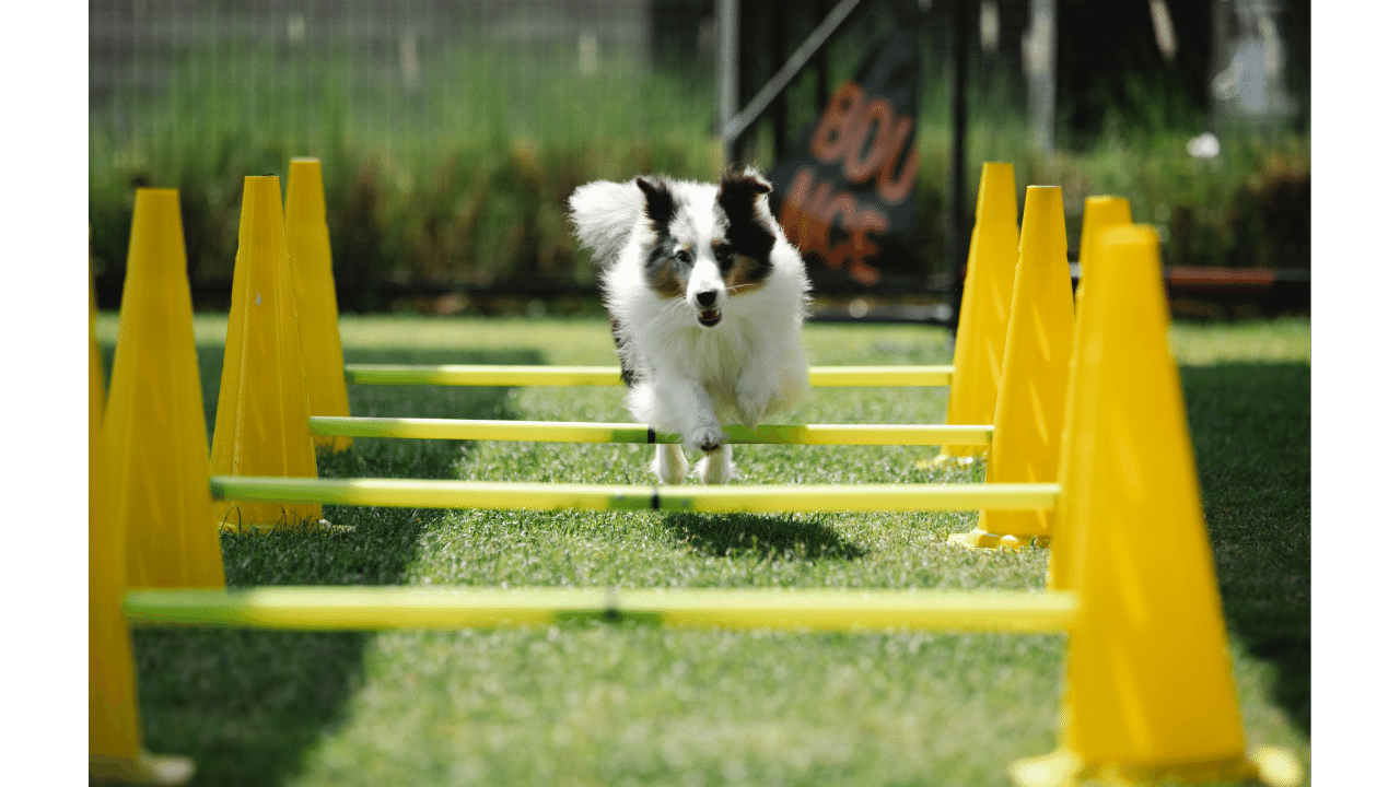Best Dog Treadmill
