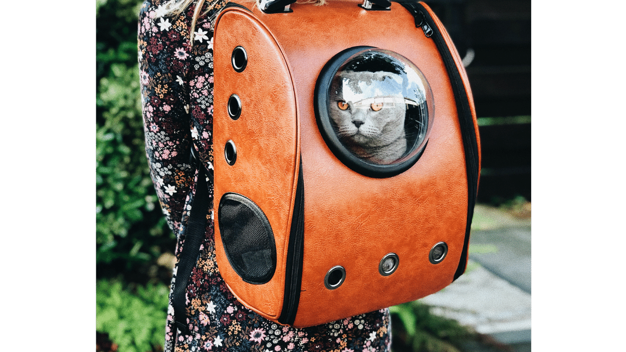 Best Cat Backpack