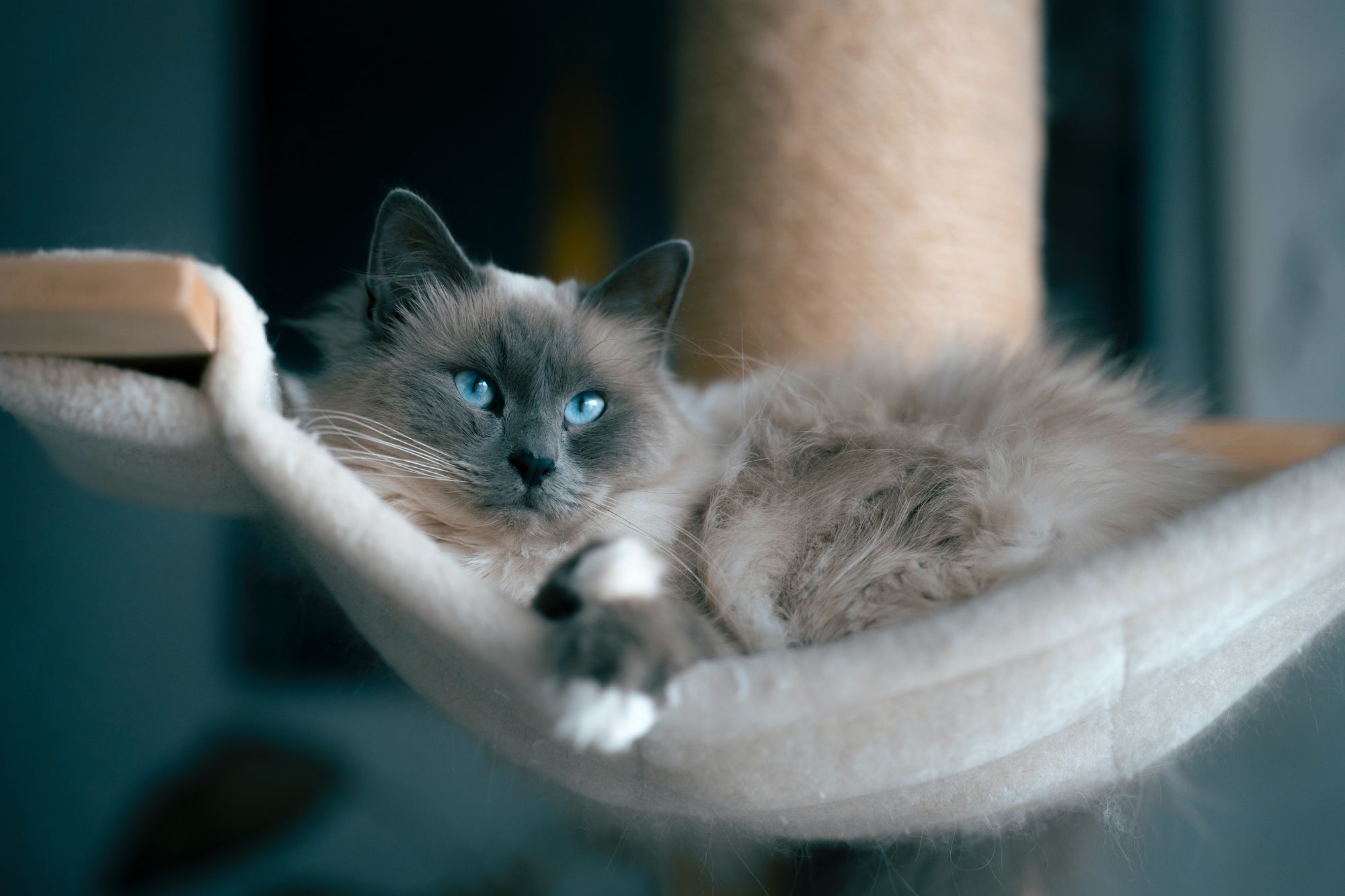 Top Cat Hammocks
