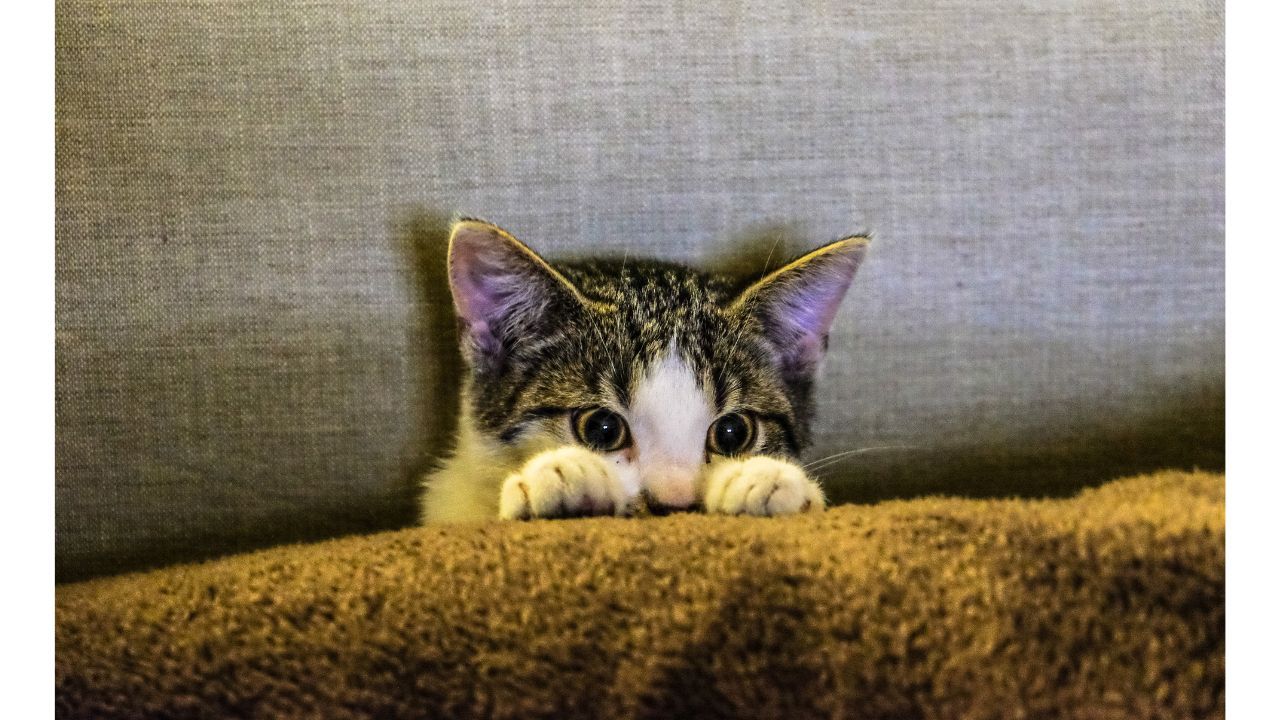 Cat Muzzle
