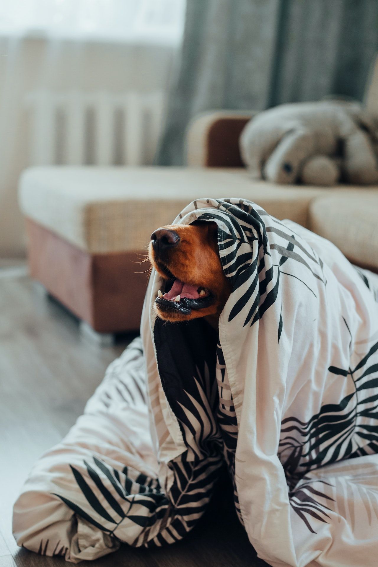 Dog bed cover