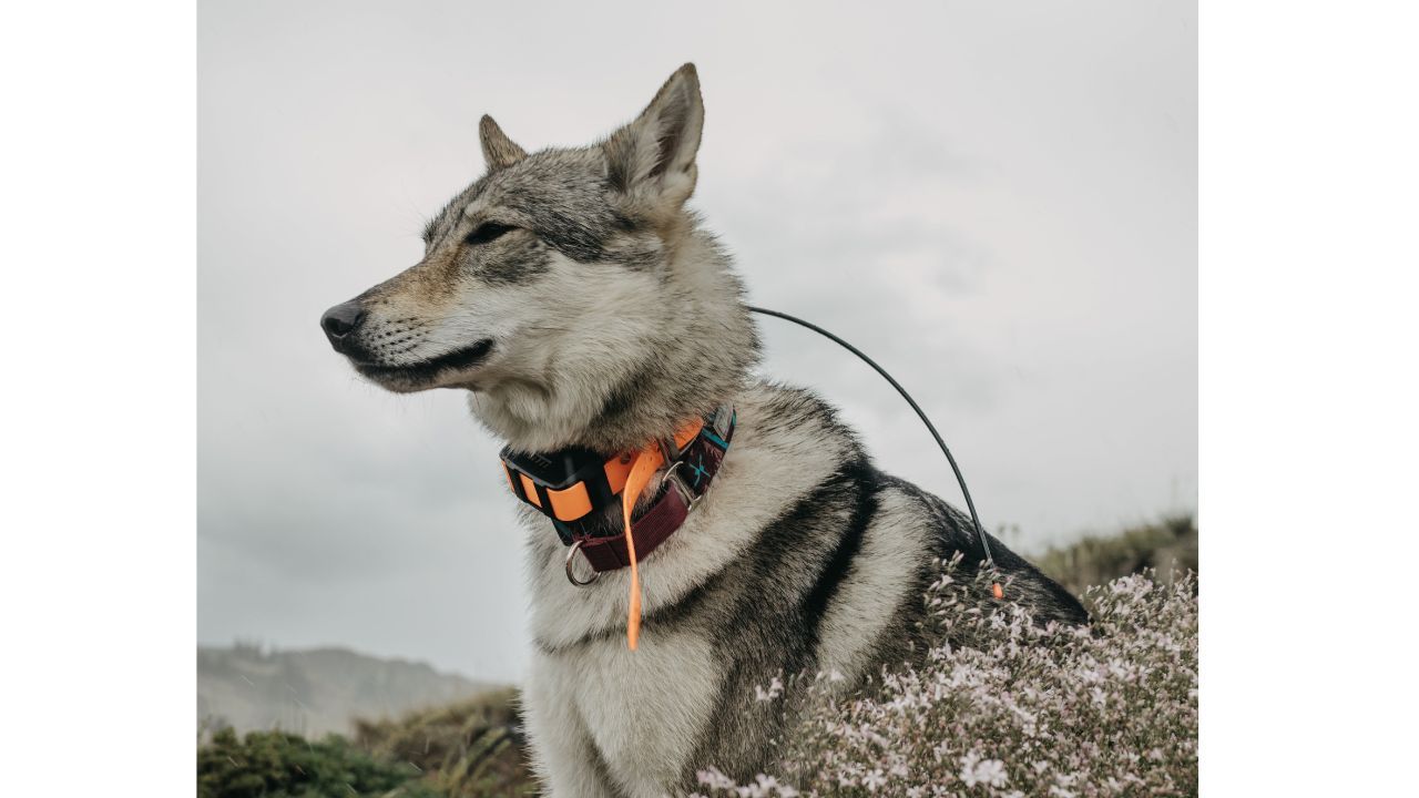 Shock Collar Small Dogs