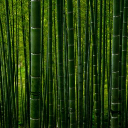 bamboo straws