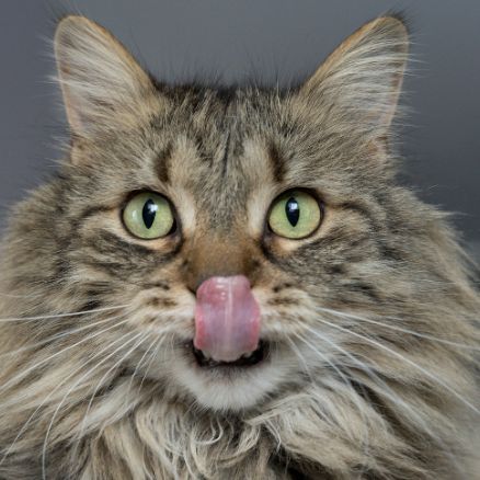 Can Cats Eat Chocolate?