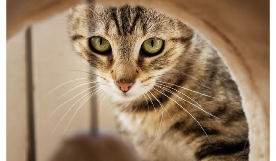 Best Cat Tunnels