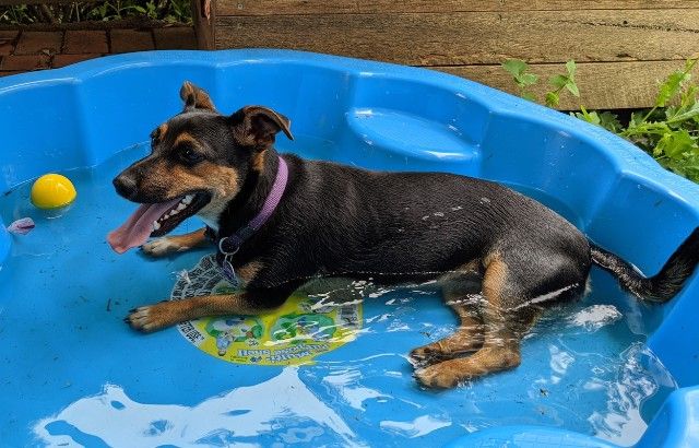 Best Dog Swimming Pool