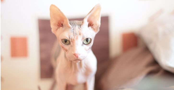 low shedding cat breeds