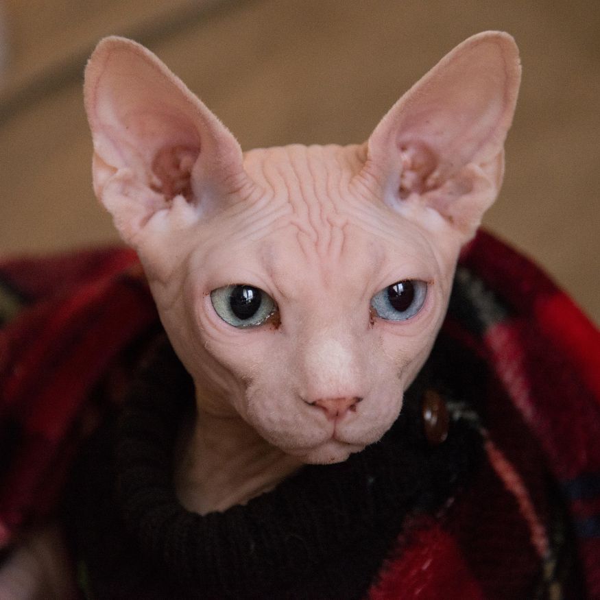 low shedding cat breeds