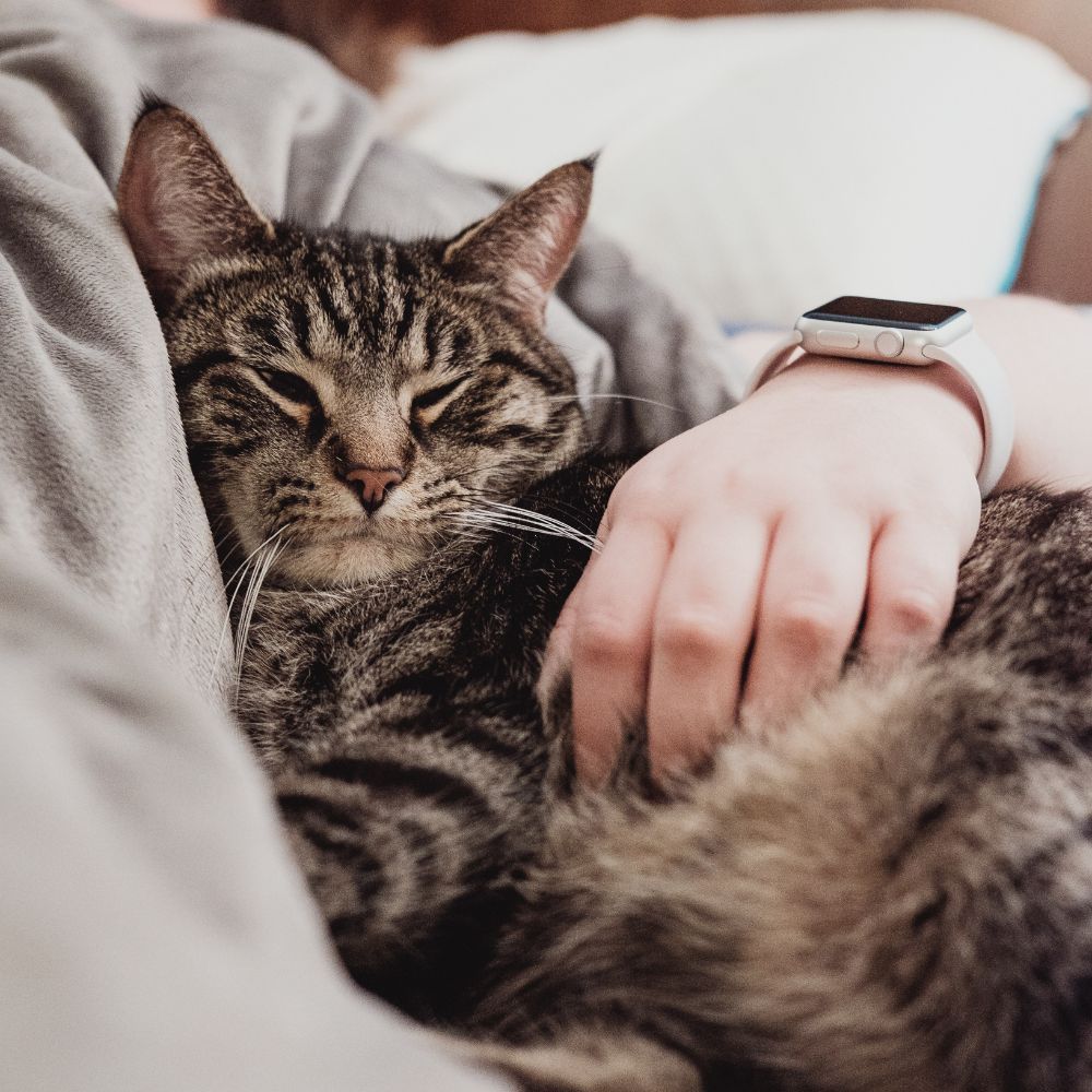 Why Cats Lick People