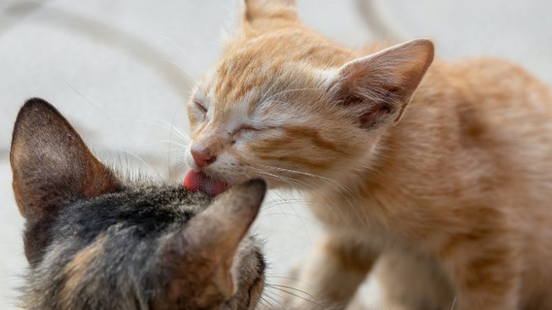 Why Cats Lick Each Other