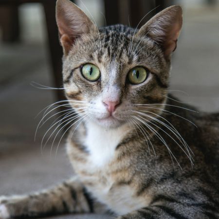 why do cats have whiskers