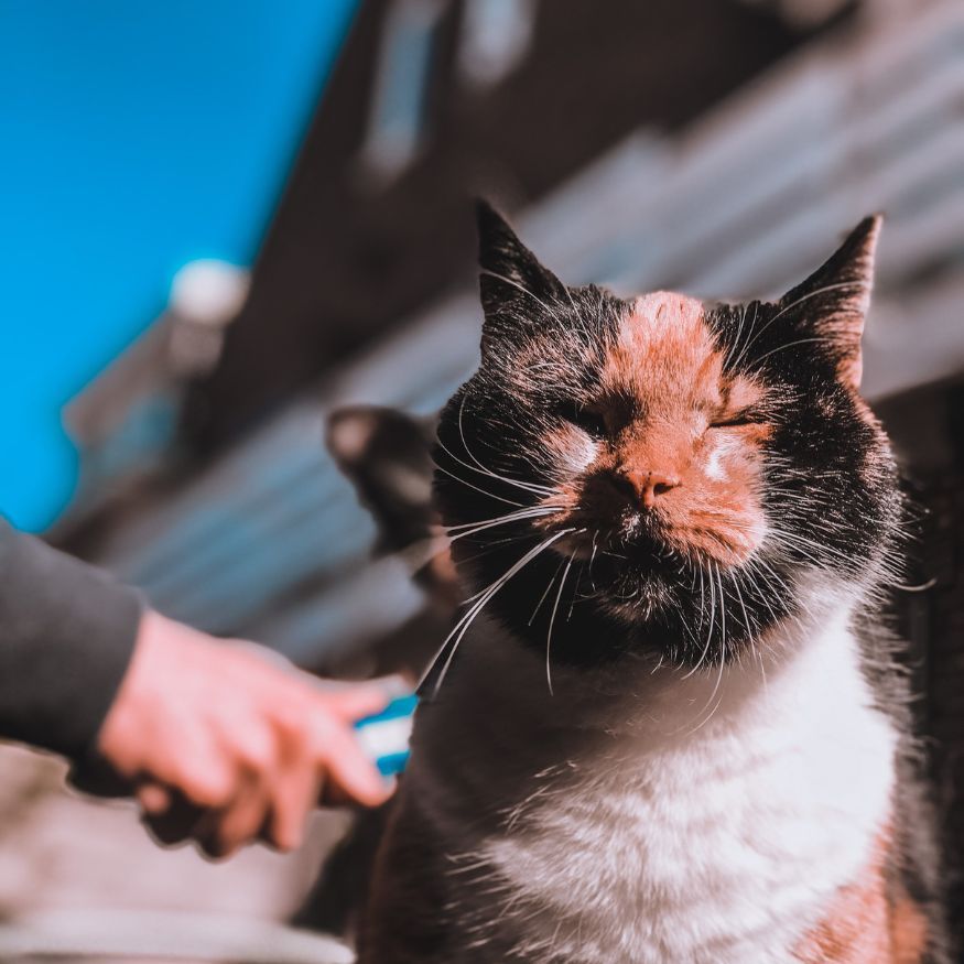 Cat Brush