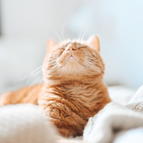 Cat Litter Scoop