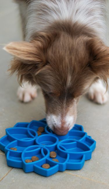 Wopet Automatic Pet Feeder