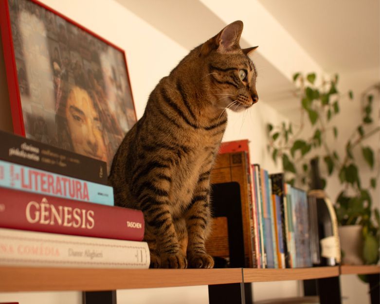 best cat shelf