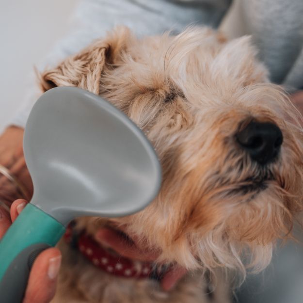 Dog Brush