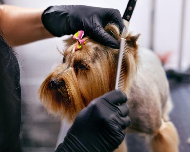 Dog Brush
