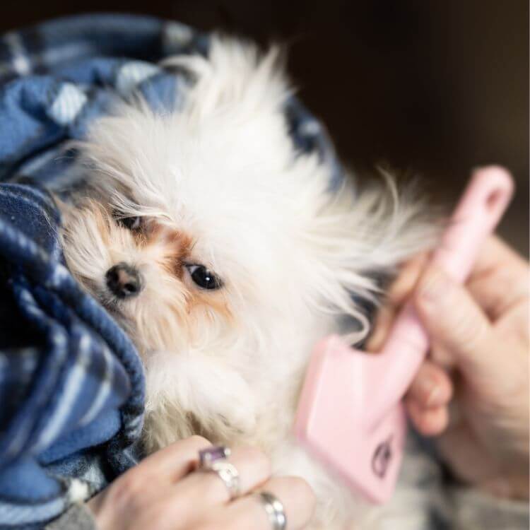 Dog Brush