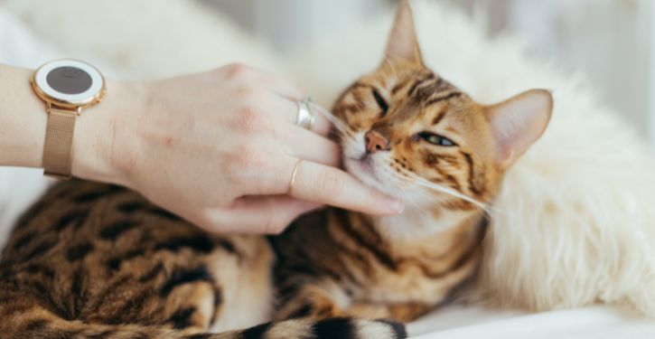 Why Cats Love to Lay on Your Chest?
