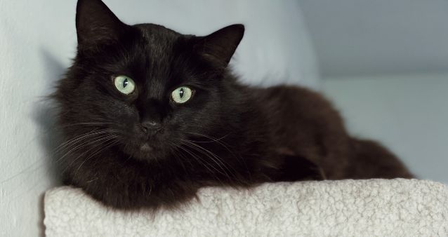 Floor To Ceiling Cat Tree