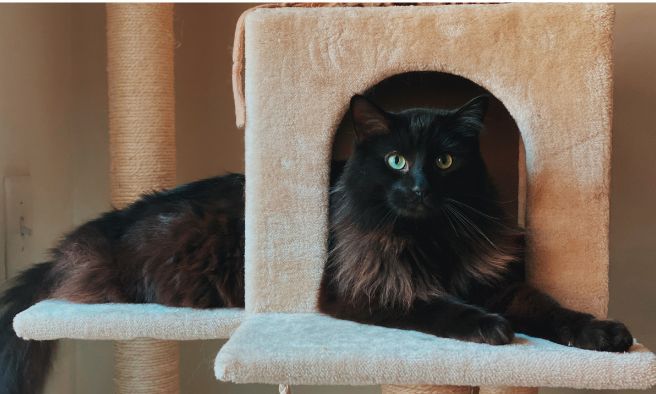 Floor To Ceiling Cat Tree