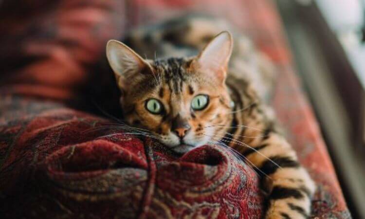 Are Cats Nocturnal? 