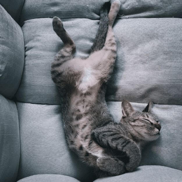 Are Cats Nocturnal? 