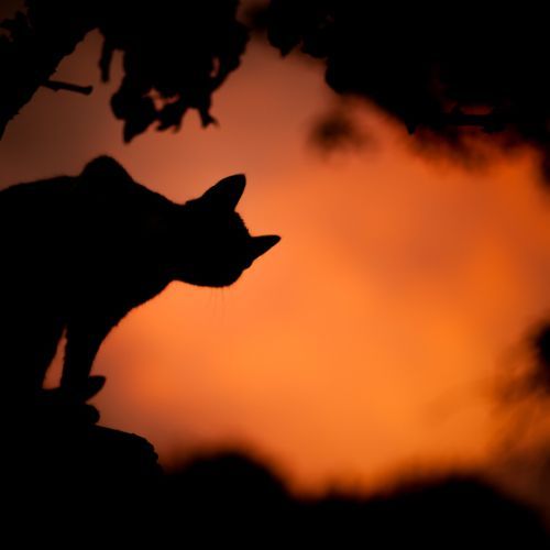 Are Cats Nocturnal? 