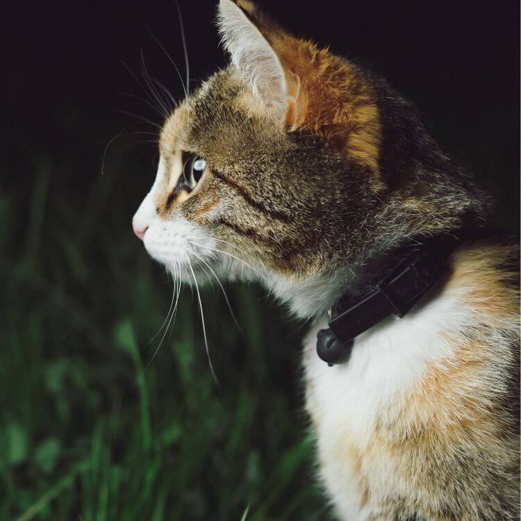 Are Cats Nocturnal? 