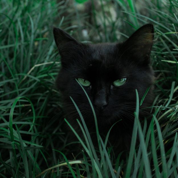 Are Cats Nocturnal? 