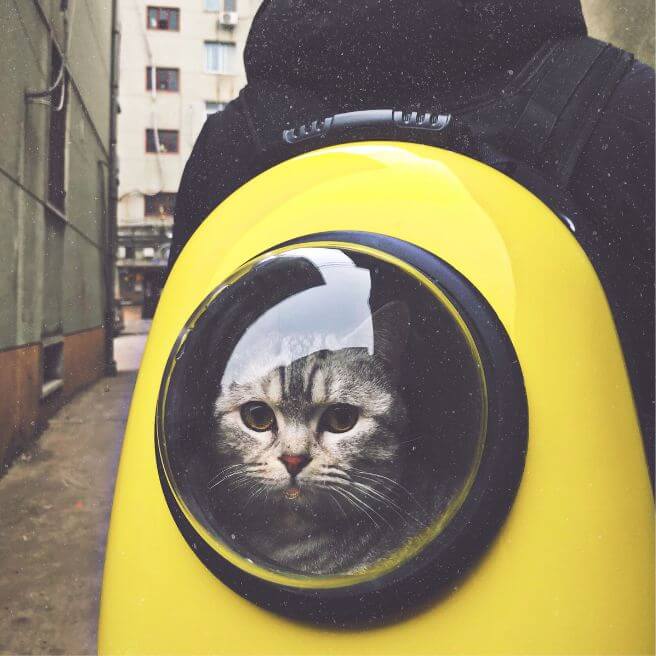 cat backpack