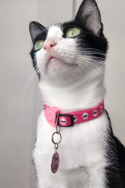 Airtag Cat Collar