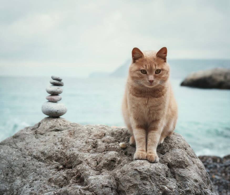 cat wheel