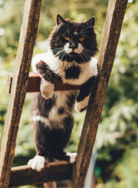 cat wheel