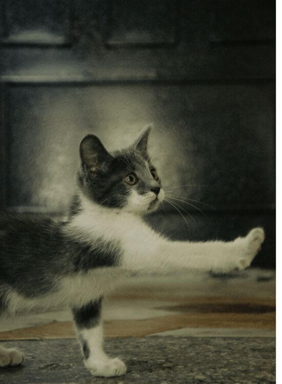 cat wheel