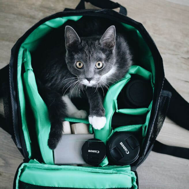 cat backpack