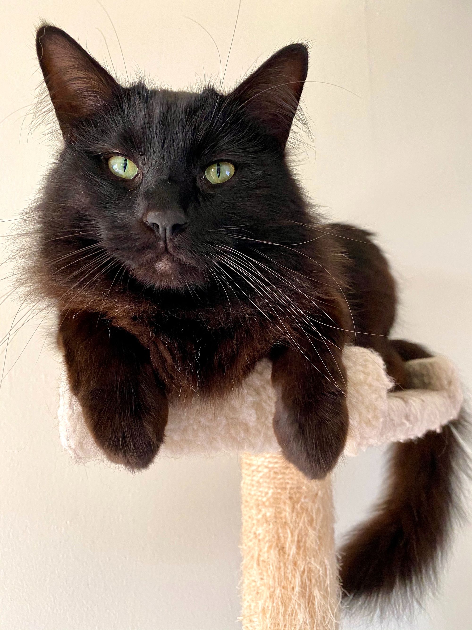 Floor To Ceiling Cat Tree