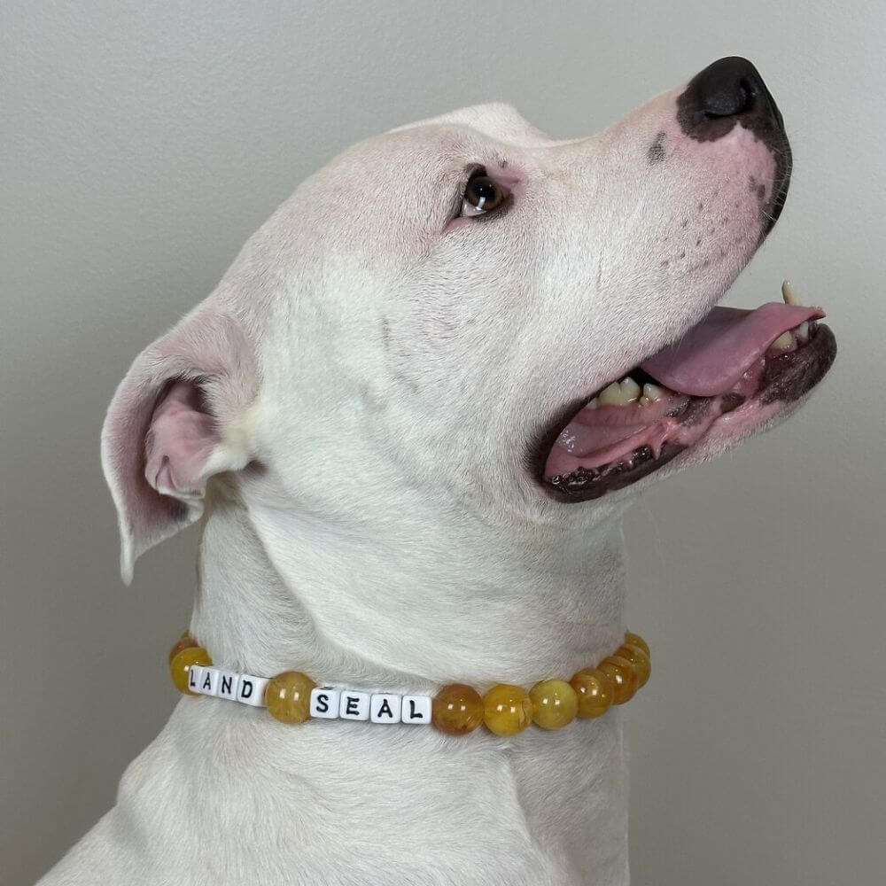 Beaded Dog Collar