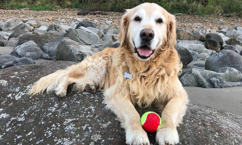 Why Do Dogs Love Tennis Balls?