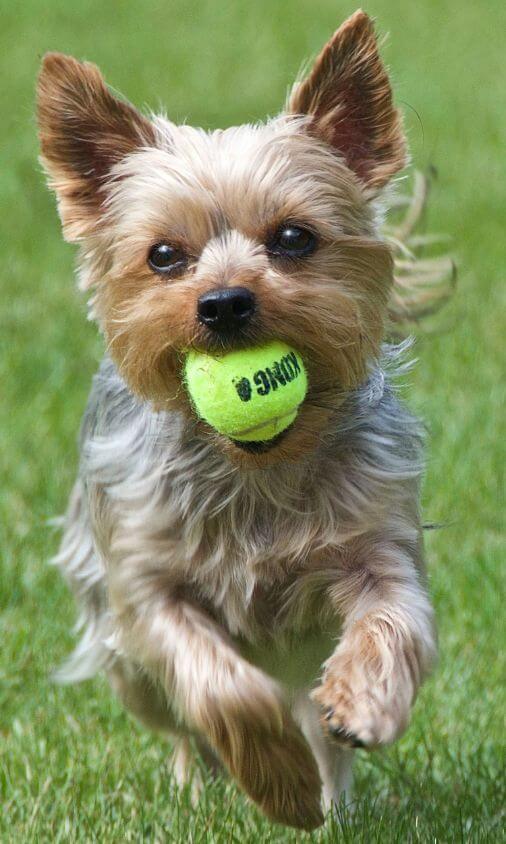 Why Do Dogs Love Tennis Balls?
