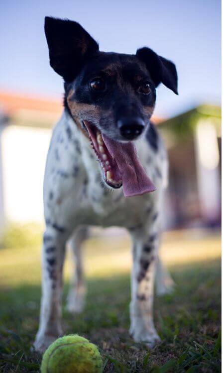 Why Do Dogs Love Tennis Balls?