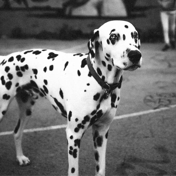 What Kind Of Collar Is Best For Your Dog?