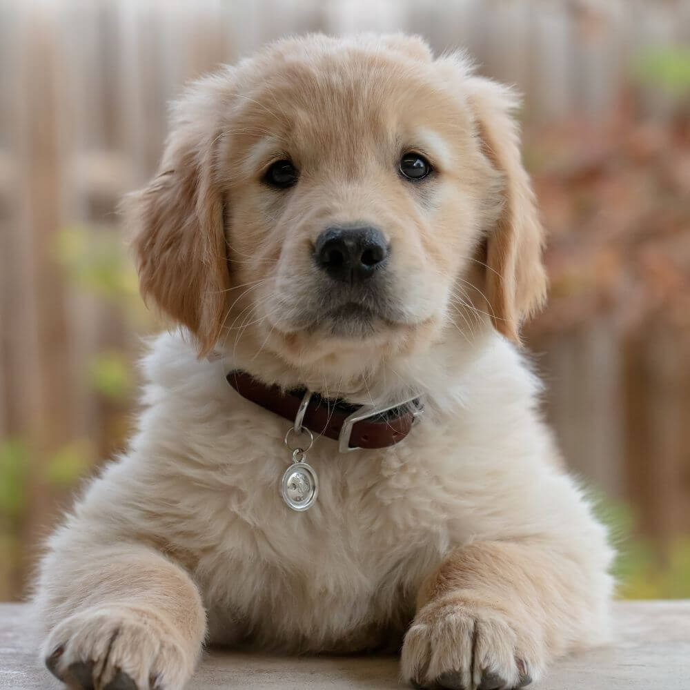 Is It Better to Walk a Dog with a Harness or Collar?