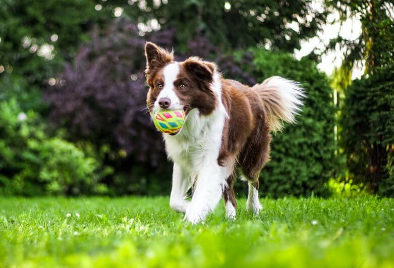 What Kind Of Collar Is Best For Your Dog?