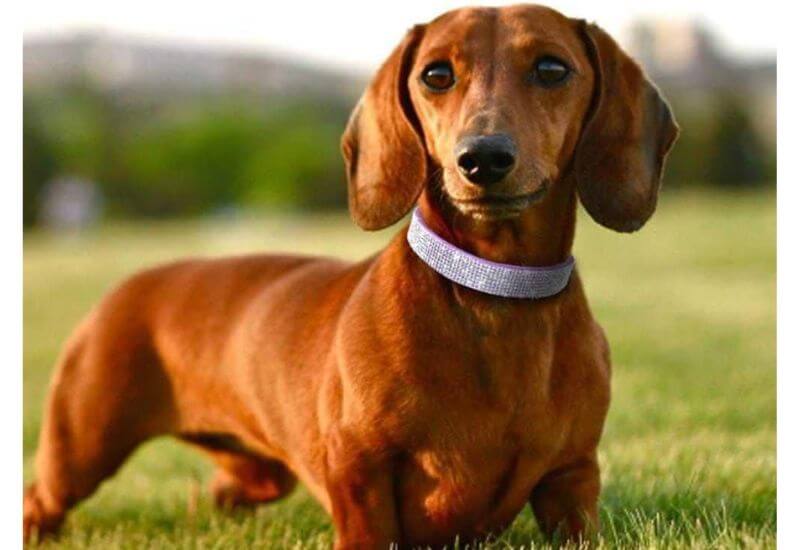 Diamond Dog Collar