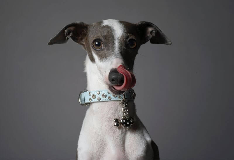 Diamond Dog Collar
