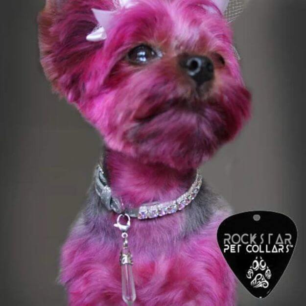 Diamond Dog Collar