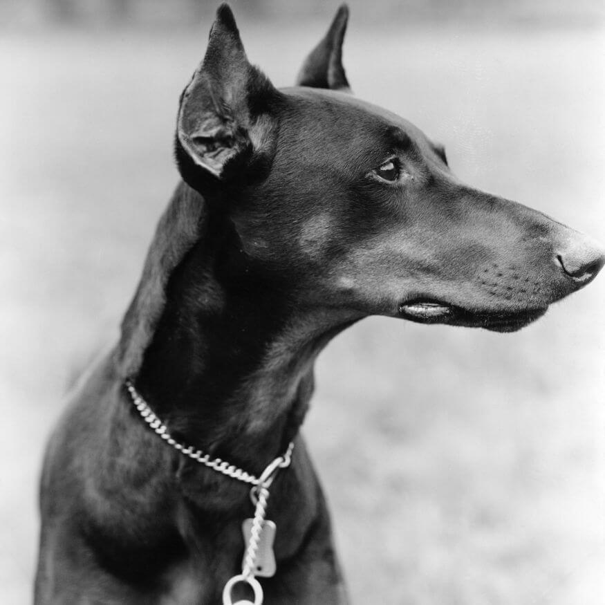 What Kind Of Collar Is Best For Your Dog?