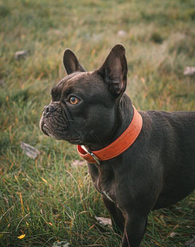 How Tight Should A Dog's Collar Be?